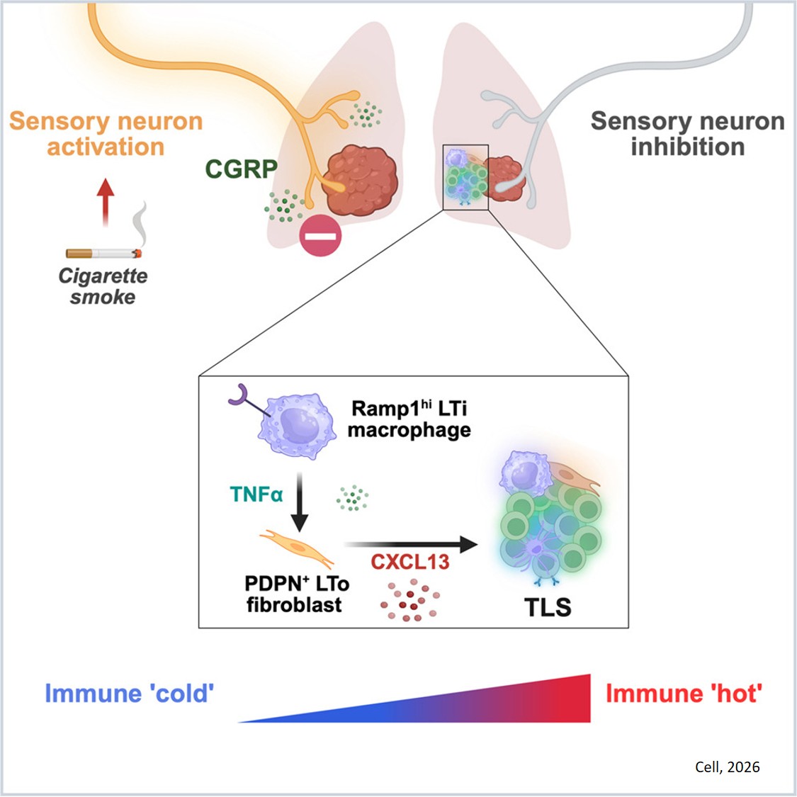 Nociceptive innervation limits tertiary lymphoid structures to promote lung cancer