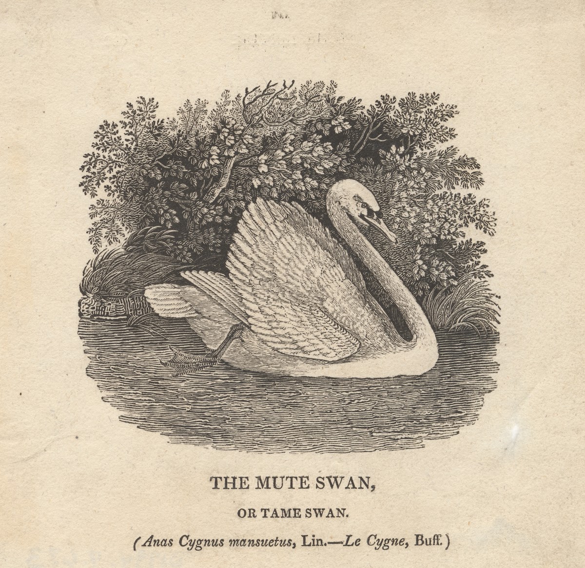 The Mute Swan or Tame Swan