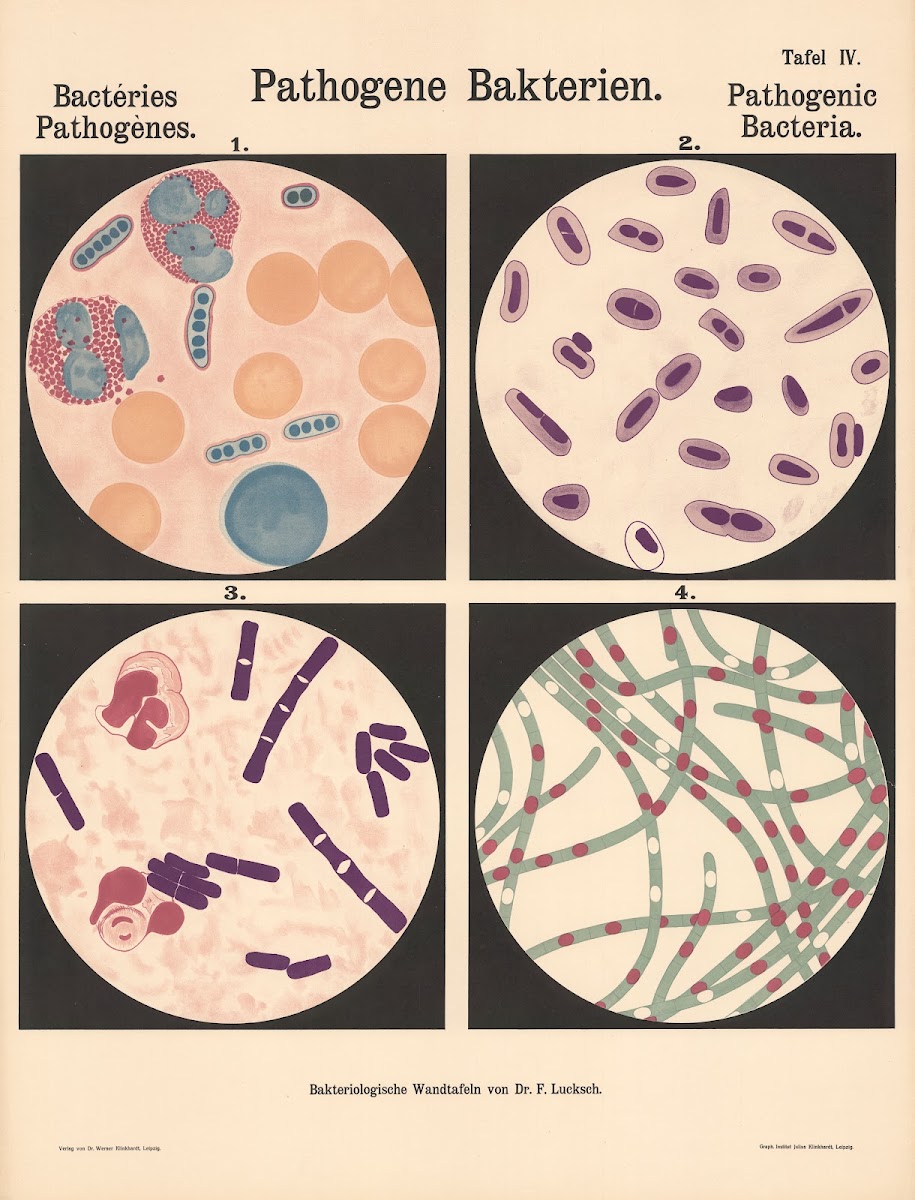 Pathogenic Bacteria Pl06 19th20th century