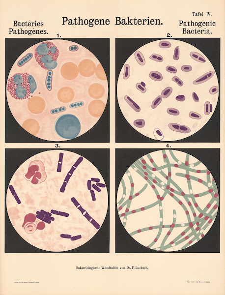 Pathogenic Bacteria Pl06 19th20th century