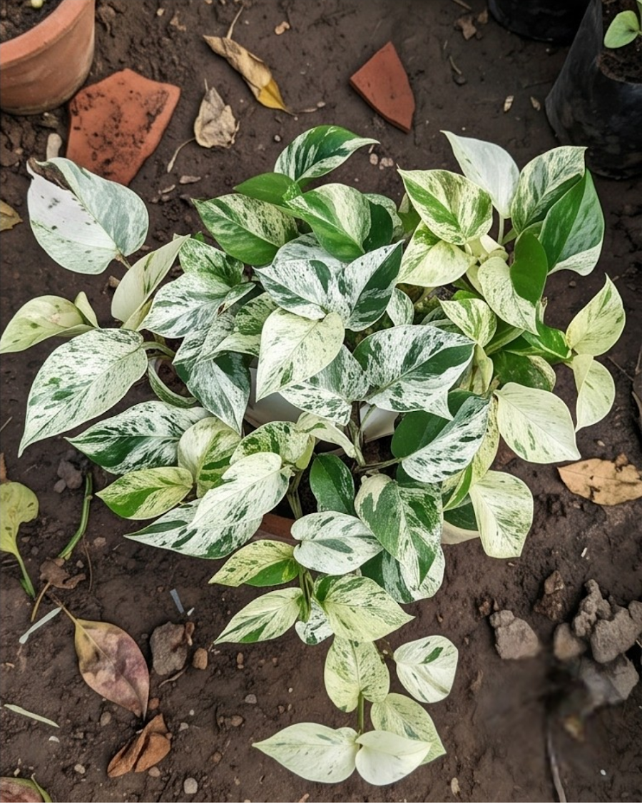 Snow Queen Money Plant Indoor — view 2