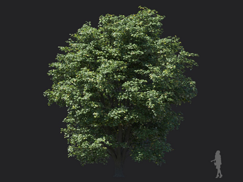 Maxtree - Plant Models Vol.116