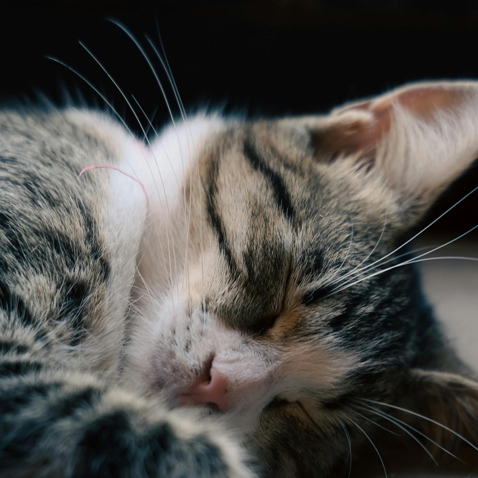 Download Peaceful Sleeping Tabby Cat 4K iPhone