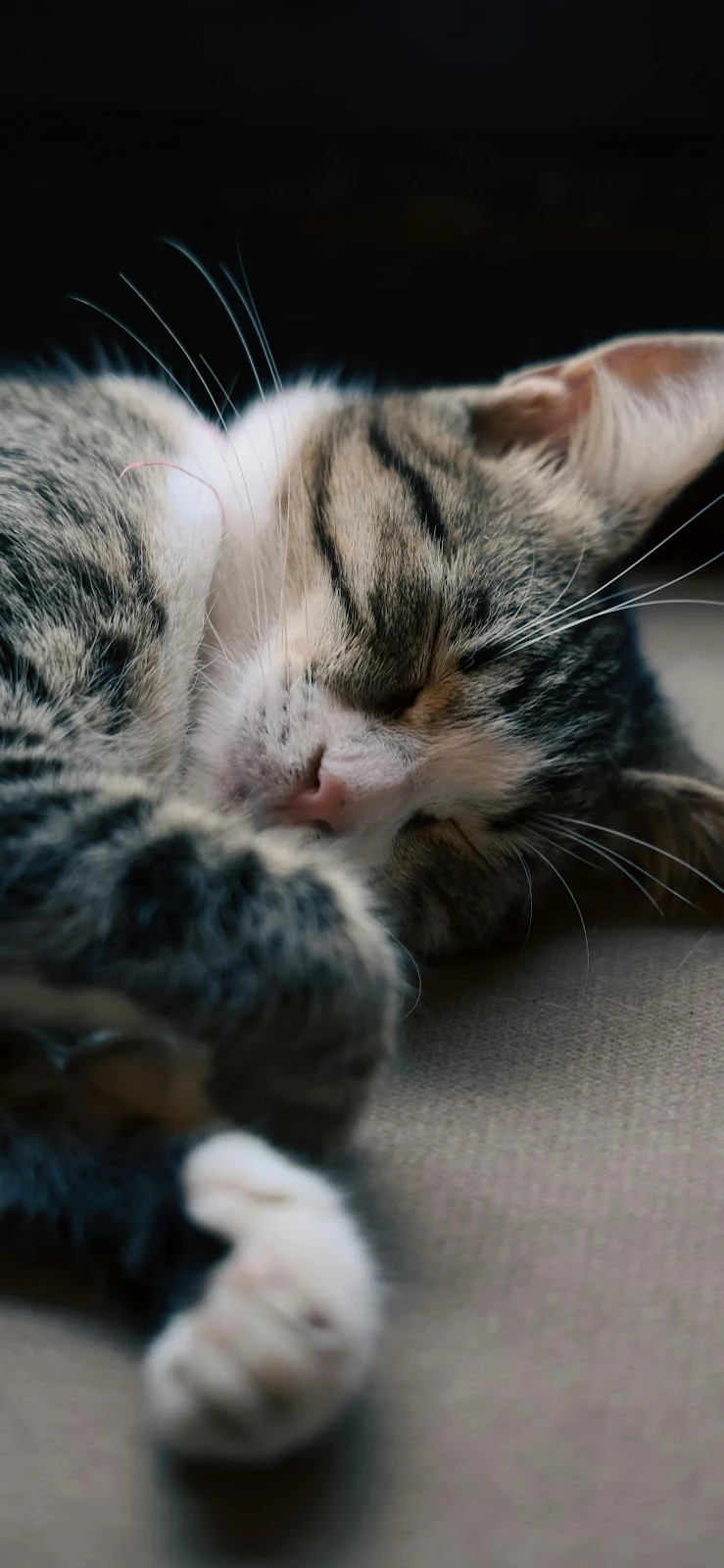 Peaceful Sleeping Tabby Cat - Pet Photography 4K iPhone Wallpaper (2736x5927)