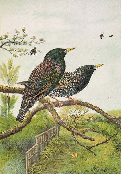 Sturnus vulgaris