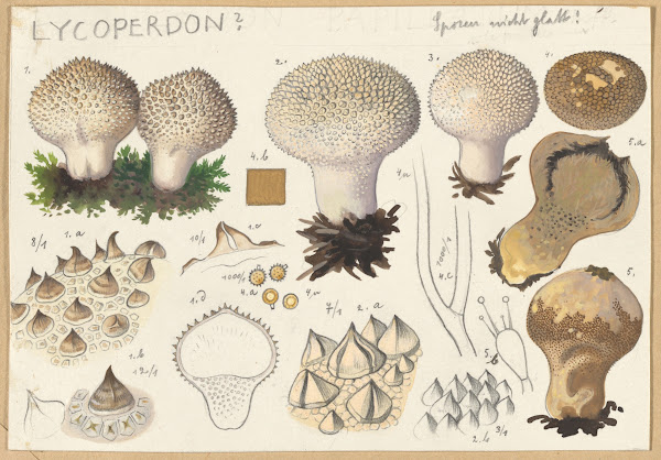 Lycoperdon 1915 1945