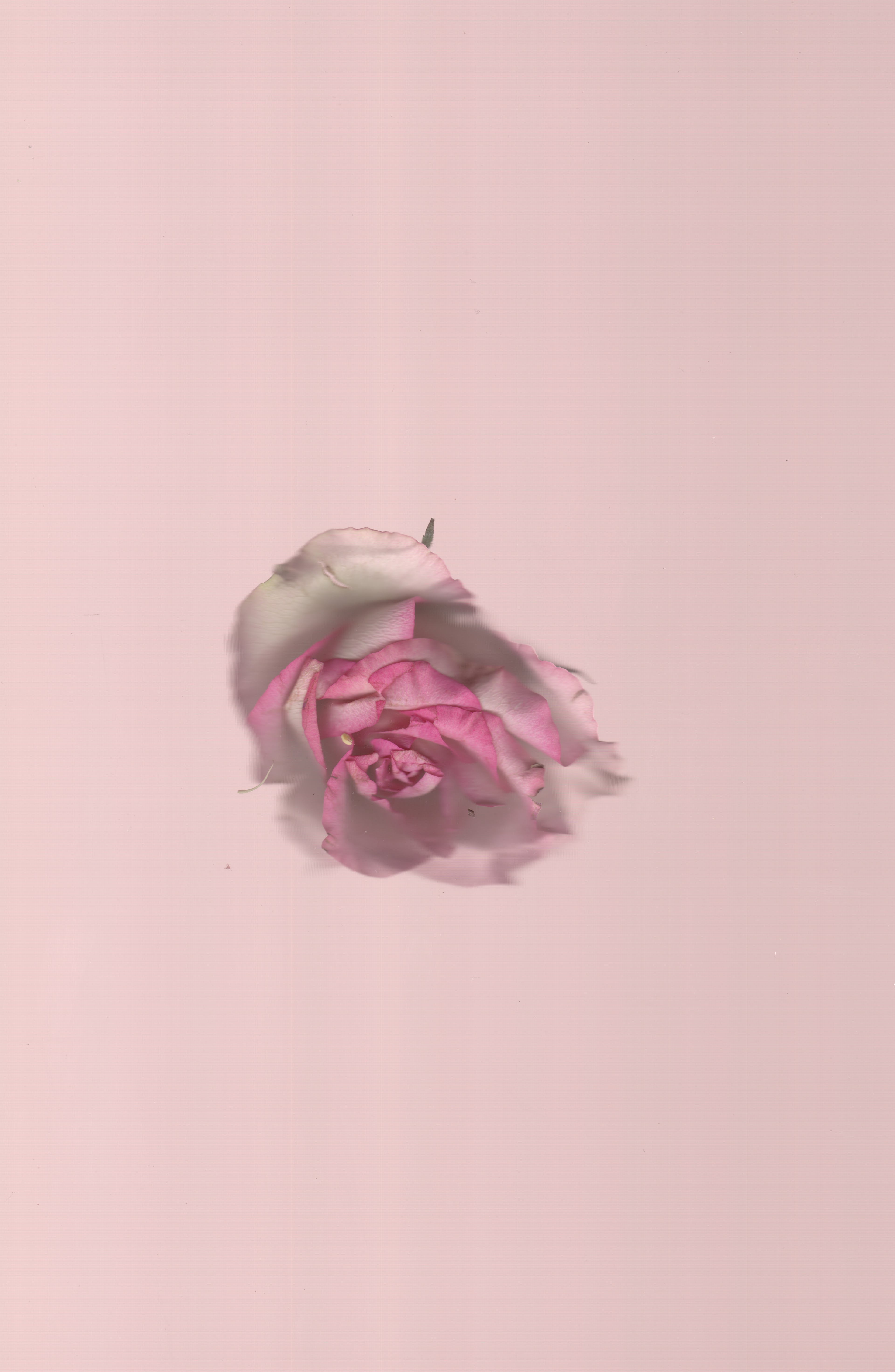 Pink No. 2 — original botanical scanography fine art print by Zoey Solomon