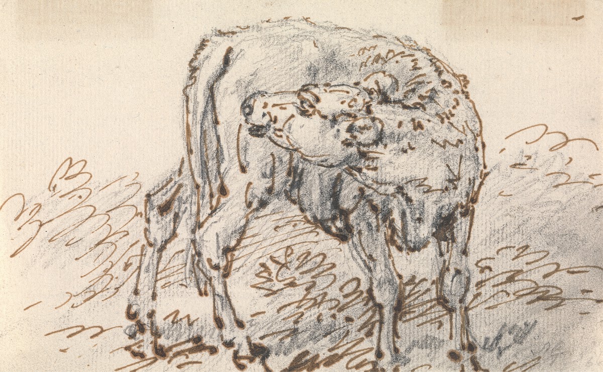Study of a Calf