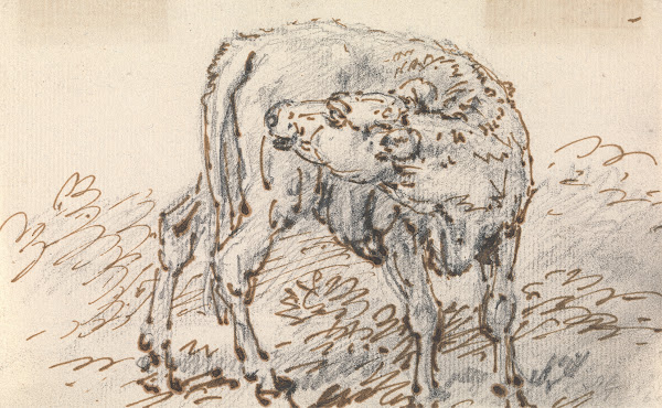 Study of a Calf