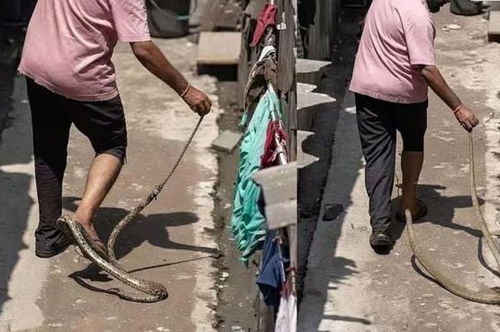 Tay không bắt rắn, người đàn ông bỏ chạy khi bị cắn vào chân - Tạp chí Người Đưa Tin