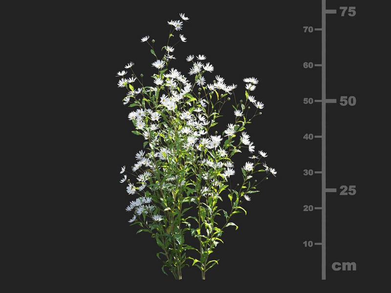 Maxtree - Plant Models Vol.112
