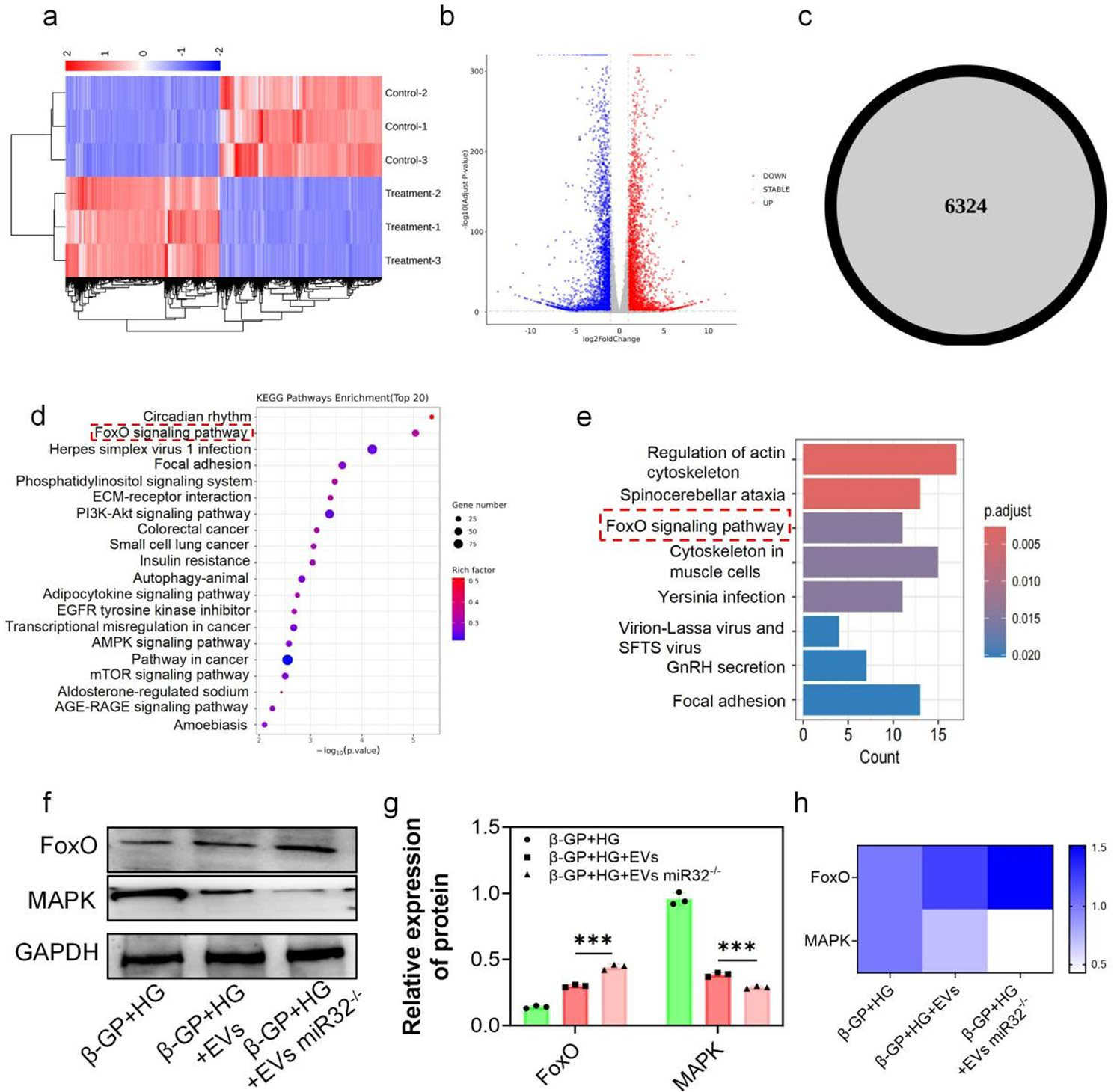 Deficiency of extracellular vesicles miR-32 from bone marrow mesenchymal stem cells alleviates vascular calcification in type 2 diabetes by inhibiting endothelial ferroptosis