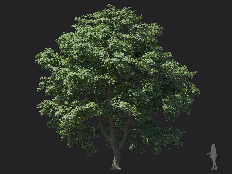 Maxtree - Plant Models Vol.116