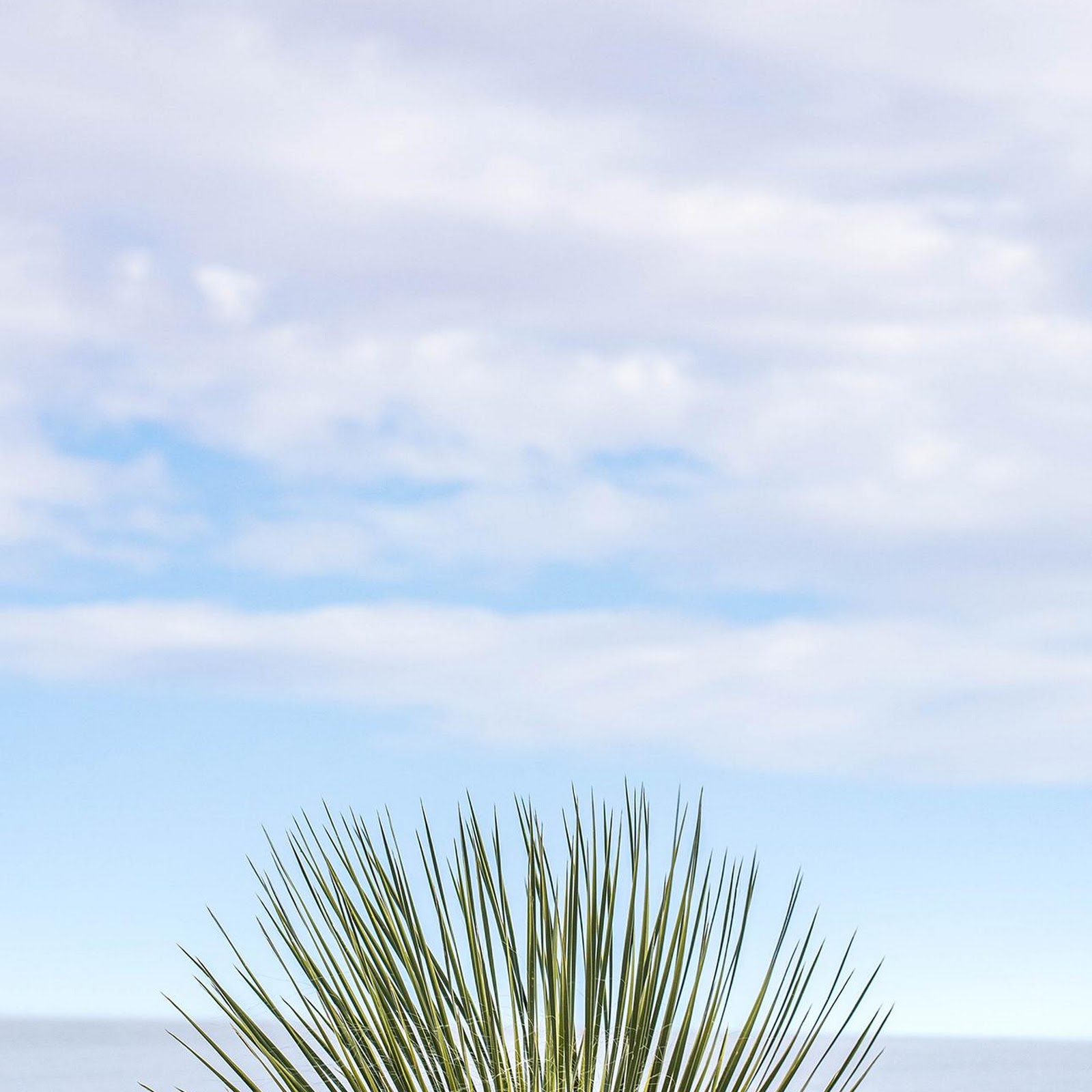 Download Yucca Plant In White Sands Full HD iPhone