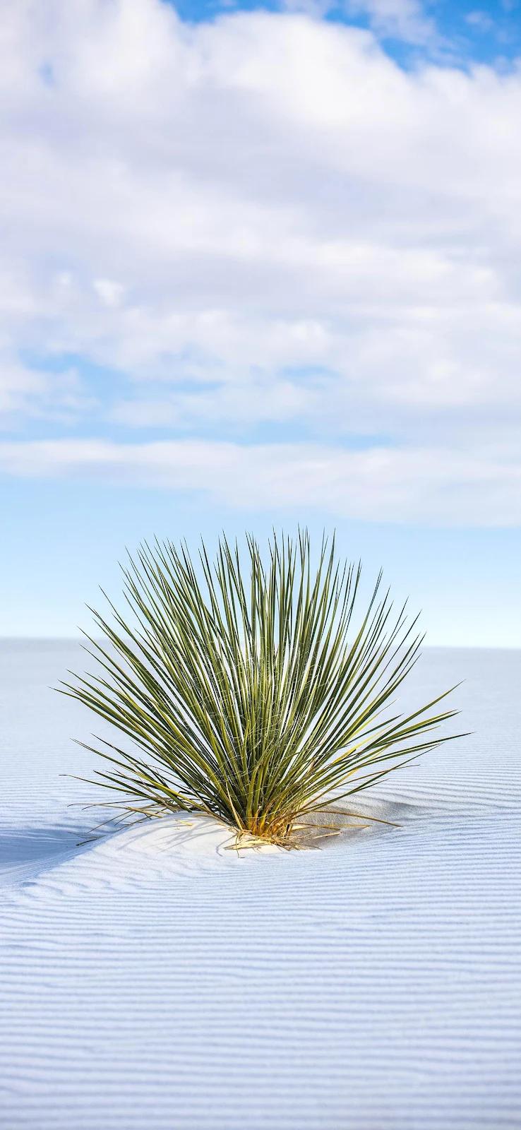 Yucca Plant In White Sands - Nature Photography Full HD iPhone Wallpaper (1290x2796)