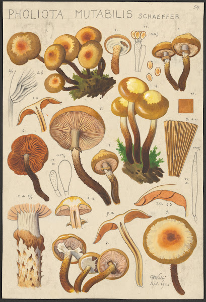 Pholiota mutabilis Schaeffer 1915 1945