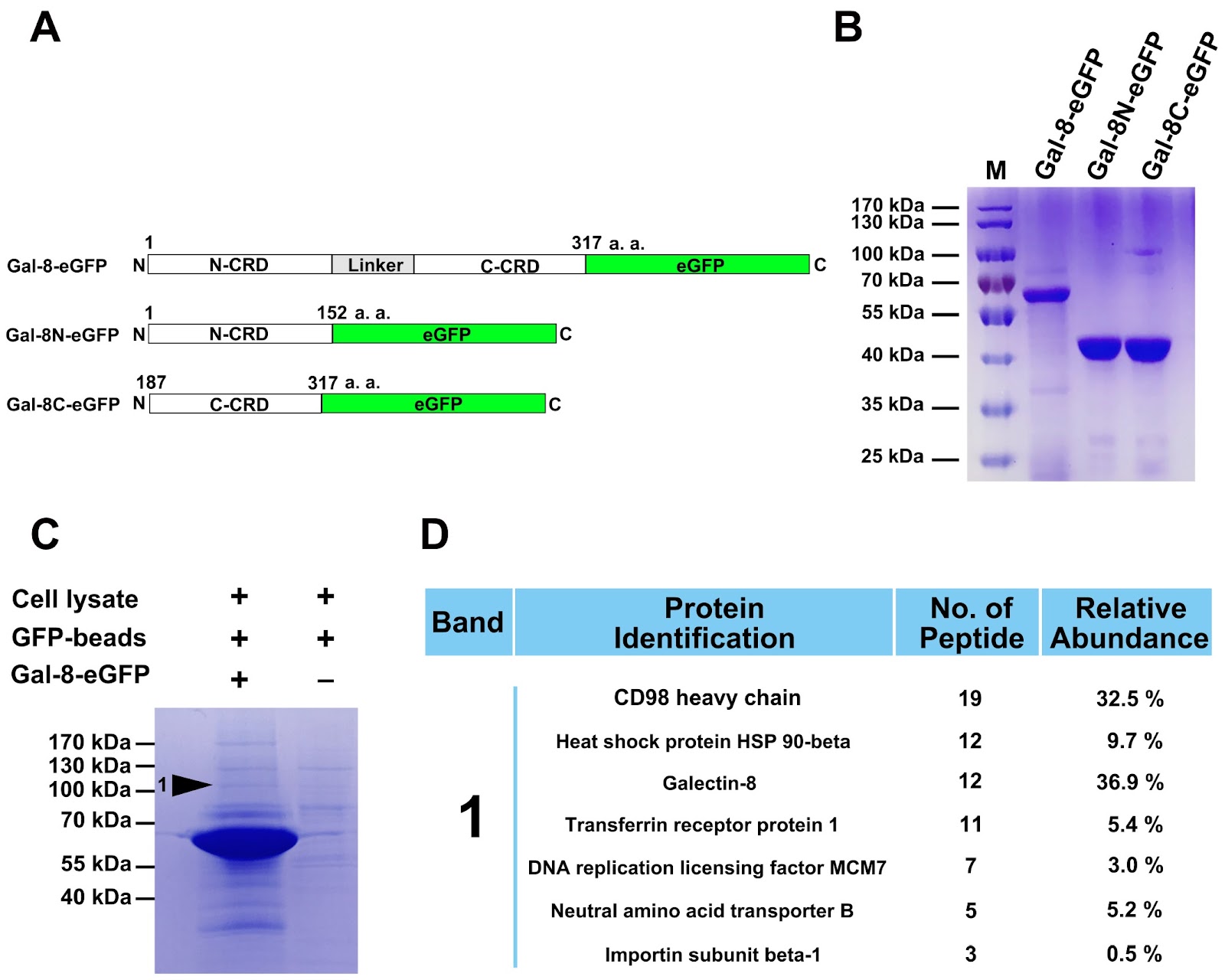 CD98hc, a novel of galectin-8 receptor, binds to galectin-8 in an N-glycosylation-dependent manner