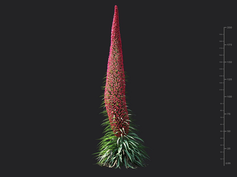 Maxtree - Plant Models Vol.115