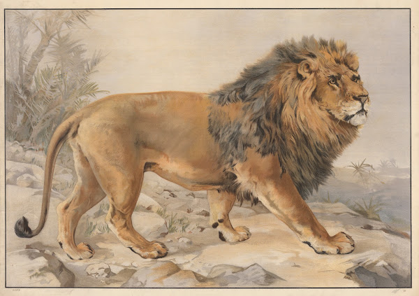 Lion 1895