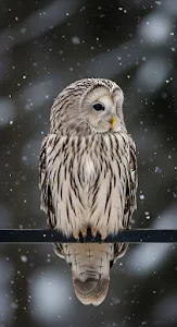 Ural Owl on Branch with Reflection in Falling Snow