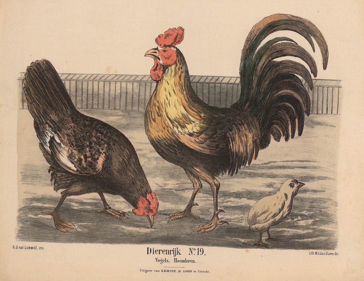 Vogels Hoenderen 1841