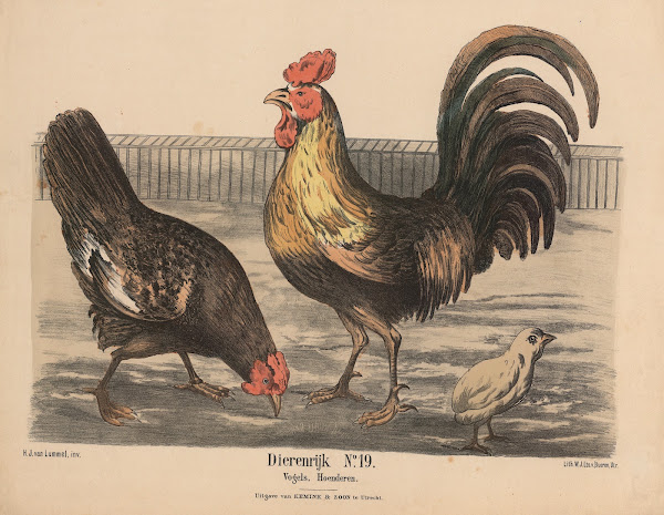 Vogels Hoenderen 1841