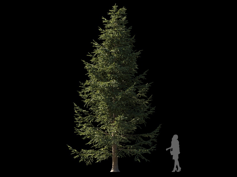 Maxtree - Plant Models Vol.120