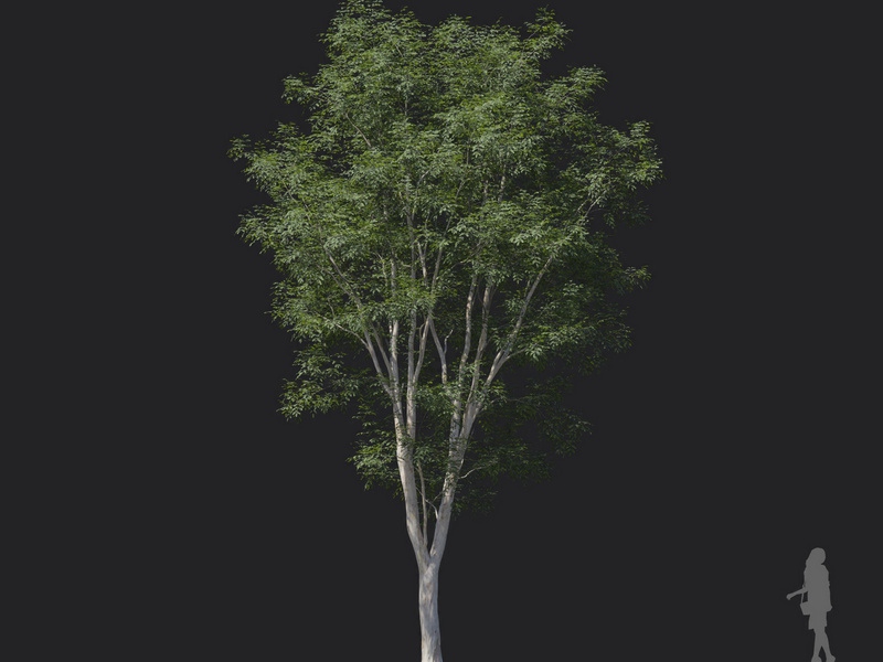 Maxtree - Plant Models Vol.121