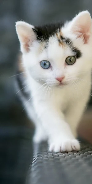 Cute Cat, Cat, Kitten, White Cat, Cuteness Full HD iPhone Wallpaper Background