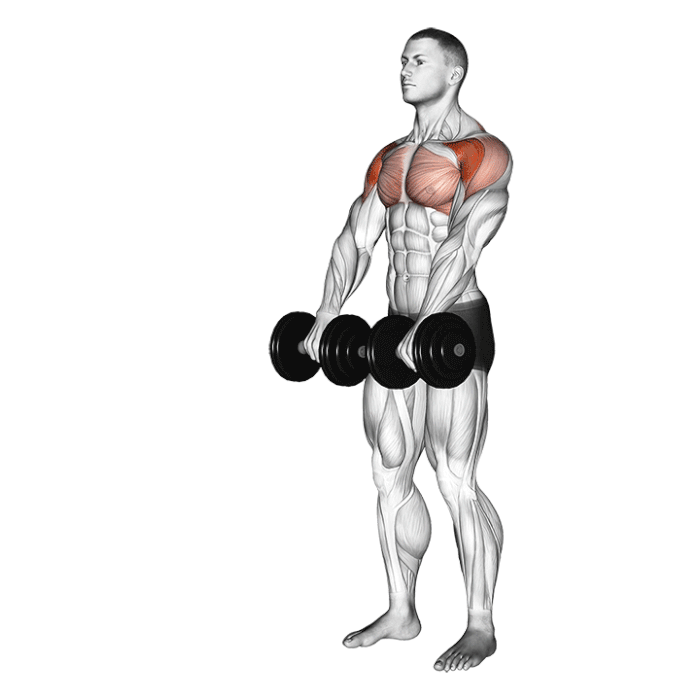 Dumbbell Front Raise