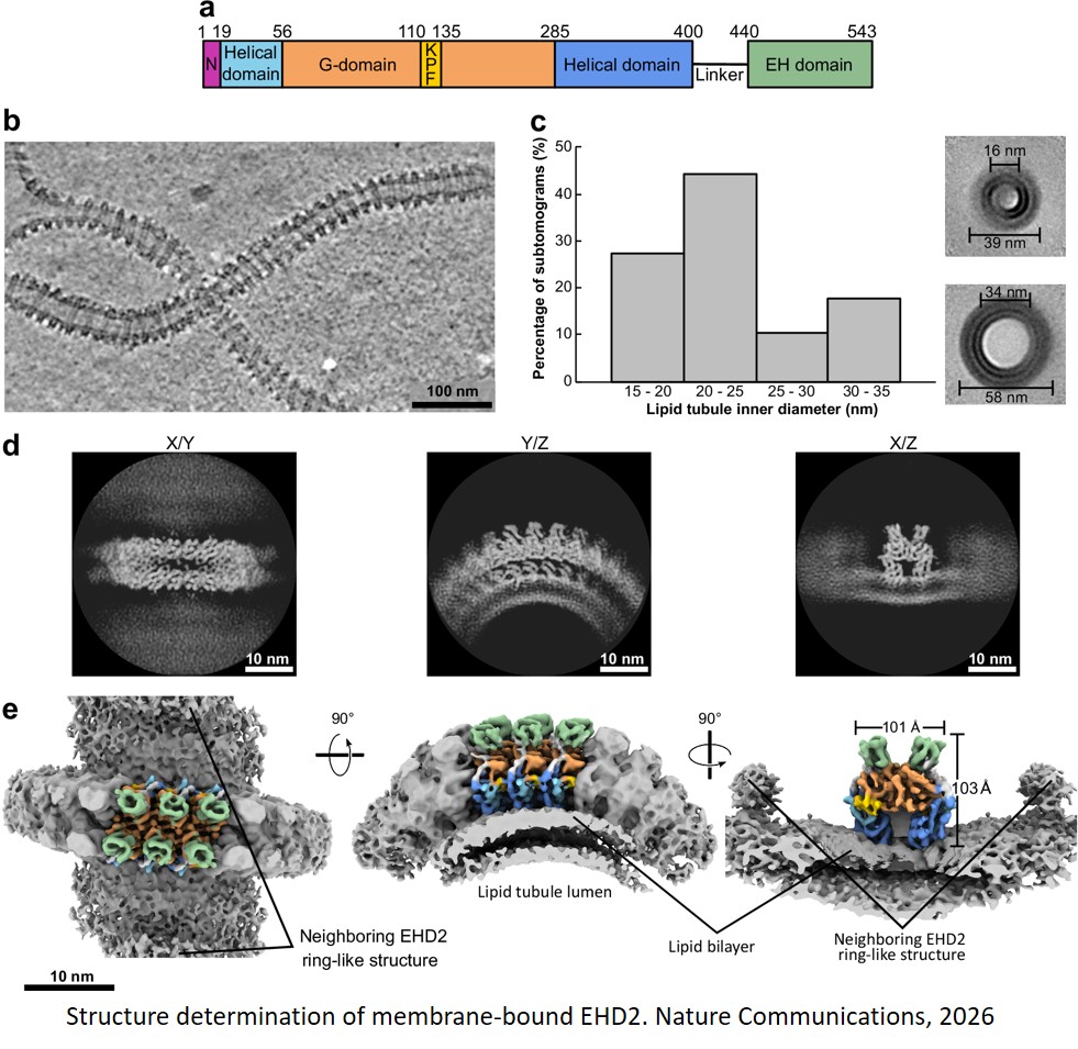 Structures of EHD2 filaments on curved membranes provide a model for caveolar neck stabilization