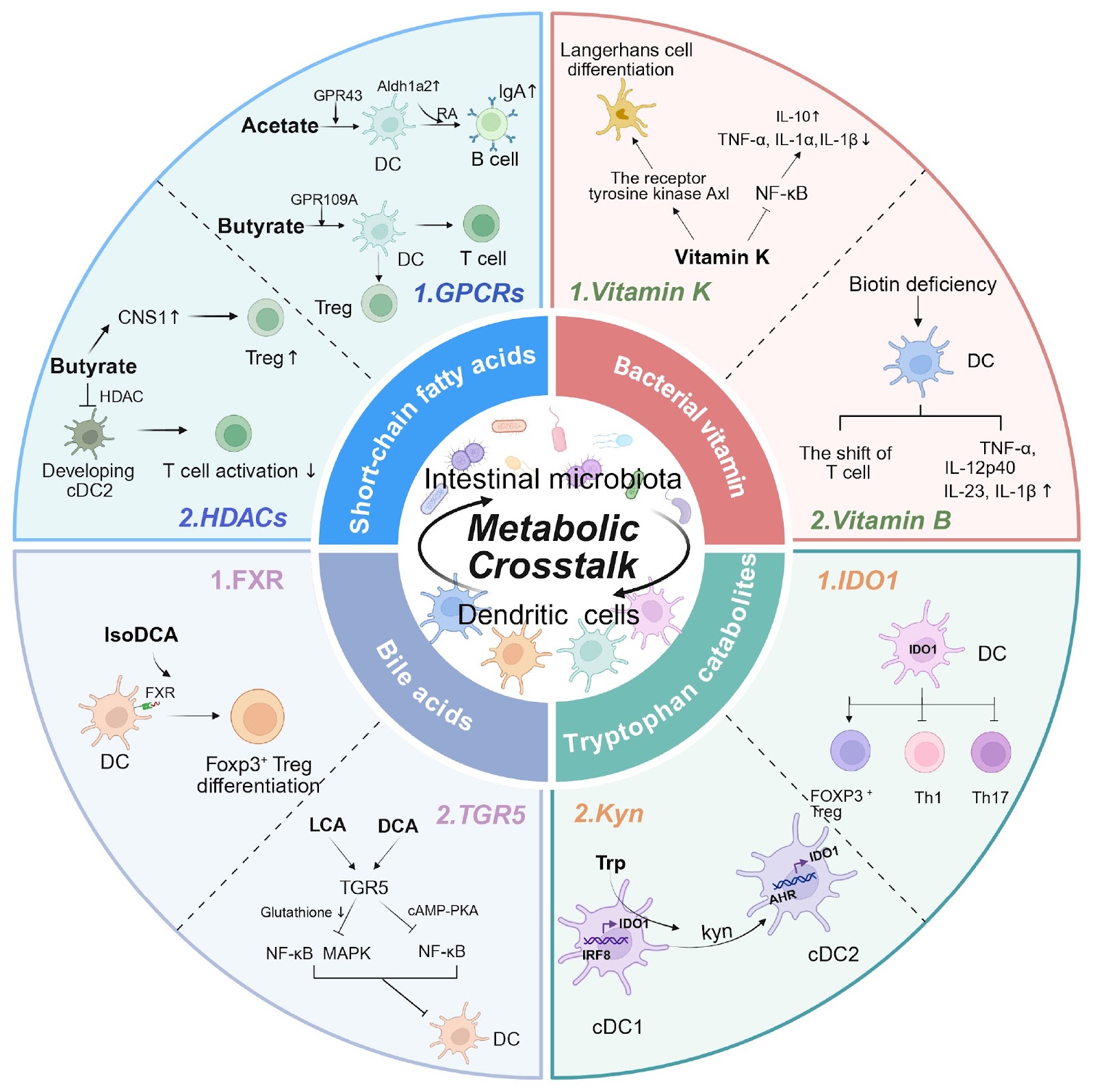 Metabolic crosstalk between intestinal microbiota and dendritic cells: from homeostasis to inflammation