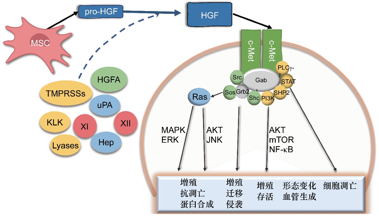 Hepatocellular Carcinoma: Molecular Mechanisms and Targeted Therapies