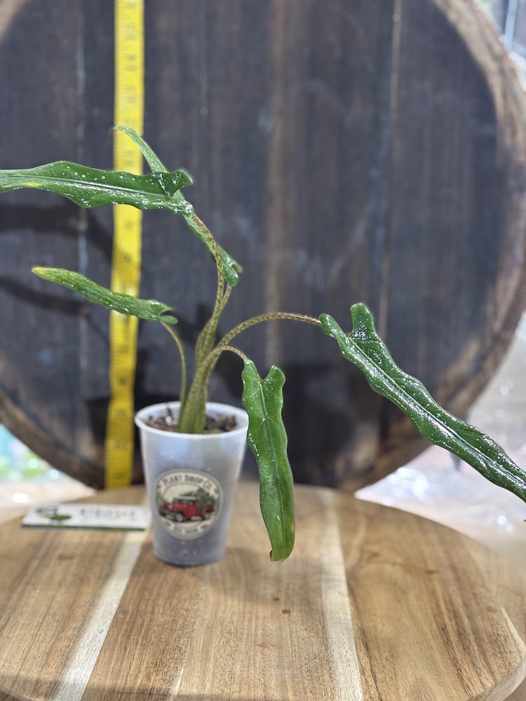 Alocasia Lauterbachiana aurea