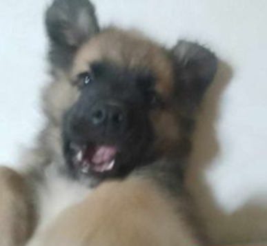 OSO