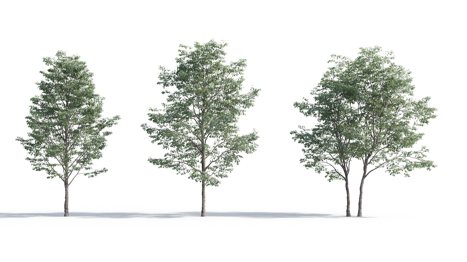 Maxtree - Plant Models Vol.5