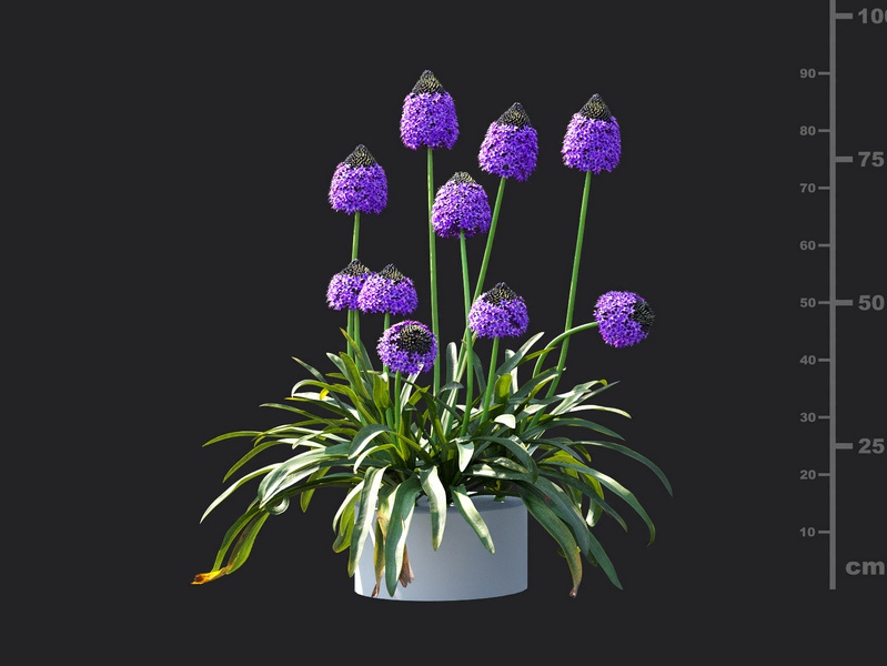 Maxtree - Plant Models Vol.115