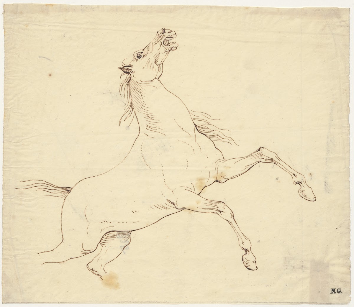 Steigerend paard doortrek