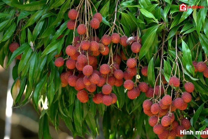 Ăn nhiều nhãn, vải thiều có thật sự gây nổi mụn và nóng trong? - Chuyên trang Tiêu Dùng - Tạp chí Gia Đình Việt Nam