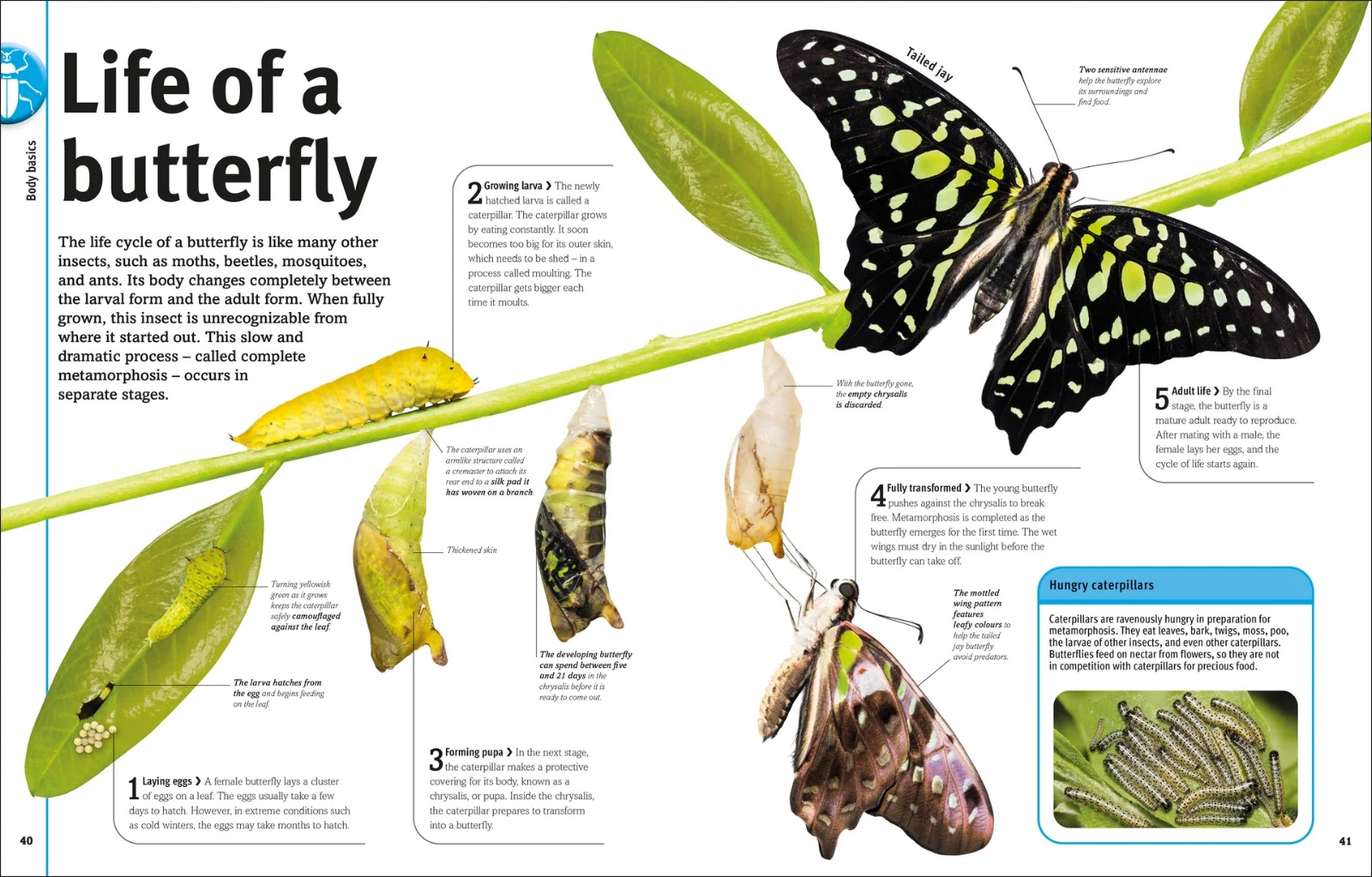 Our World in Pictures Bugs, Butterflies, Beetles and Bees — gambar 2