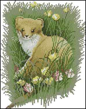 CMP 400543 Animalcule