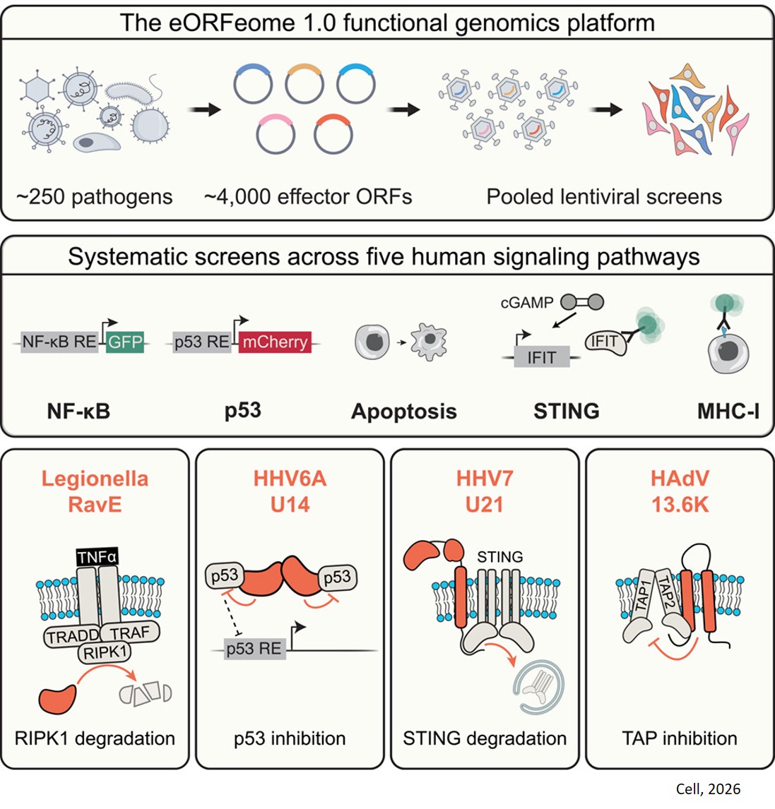 Systematic discovery of pathogen effector functions across human pathogens and pathways