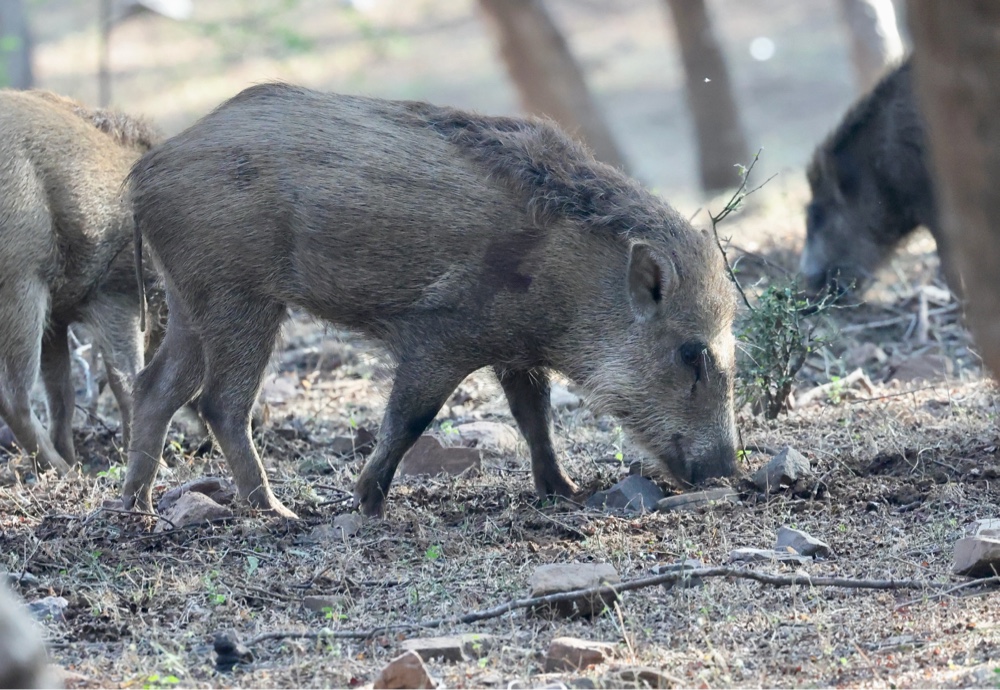 Wild boar