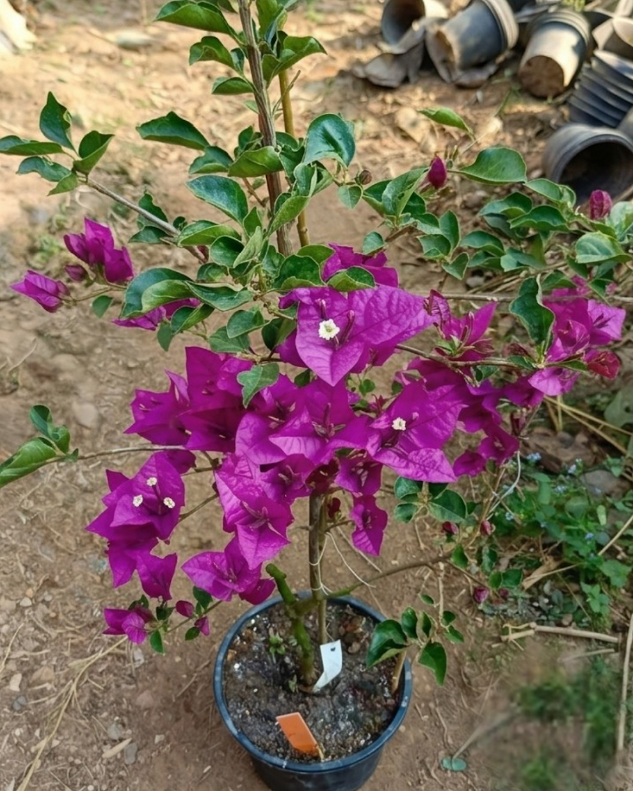 Imported Black Rose Bougainvillea Plant — view 6