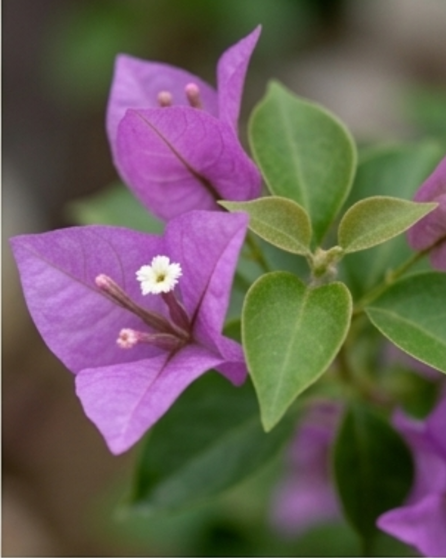 Imported Sweet Dreams Bougainvillea Plant — view 2
