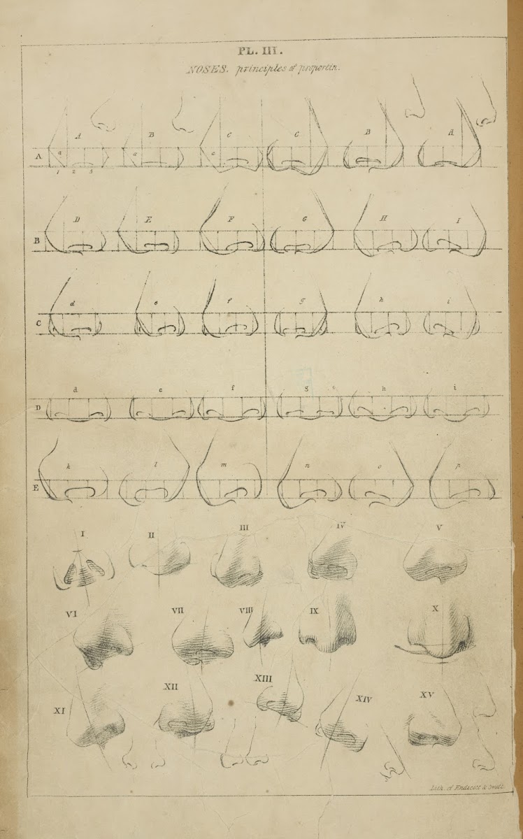 Noses  principle of proportion 1831