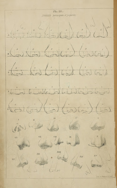 Noses  principle of proportion 1831