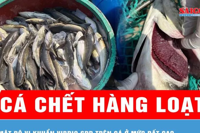 Vụ cá bớp nuôi chết hàng loạt tại đặc khu Lý Sơn: Mật độ vi khuẩn Vibrio spp trên cá ở mức rất cao - Báo Sài Gòn Giải Phóng