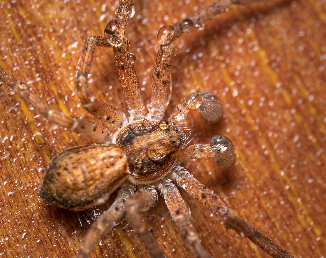 Philodromus sp.