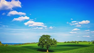 Nature Tree Wallpaper